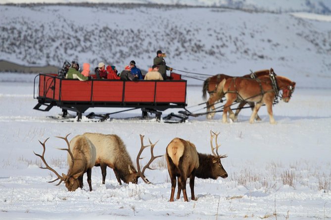 Grand Teton and National Elk Refuge Winter Wonderland Full Day Adventure - Key highlights you can plan around
