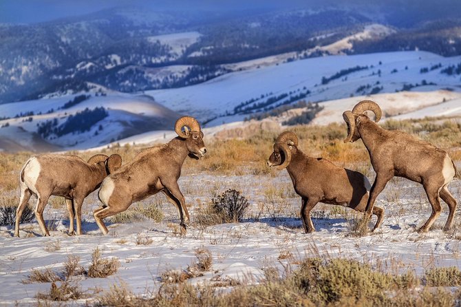 Grand Teton and National Elk Refuge Winter Wonderland Full Day Adventure - Pickup, timing, and how the day flows