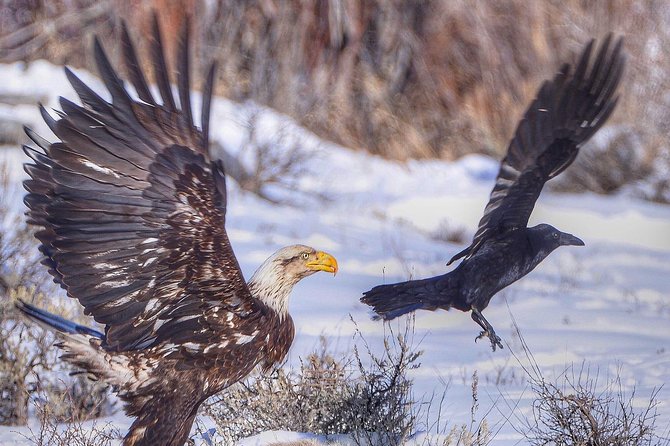Grand Teton and National Elk Refuge Winter Wonderland Full Day Adventure - Grand Teton National Park: your guide turns “maybe” into better odds