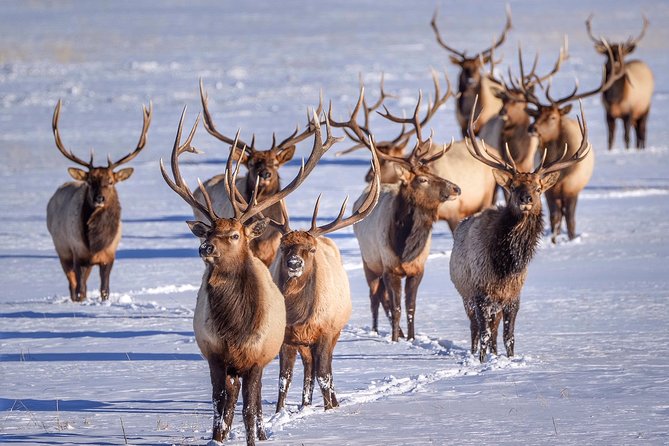 Grand Teton and National Elk Refuge Winter Wonderland Full Day Adventure - What it’s actually like to search for animals in winter