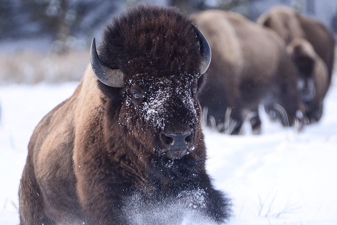 Grand Teton and National Elk Refuge Winter Wonderland Full Day Adventure - What to wear for cold days and sleigh time