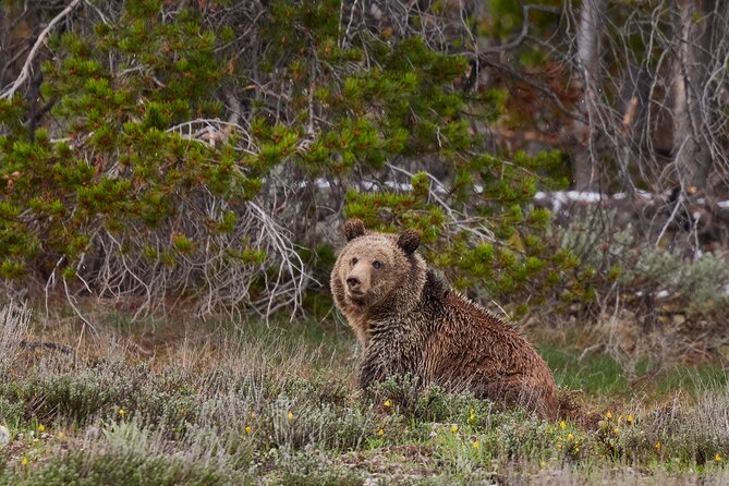 Grand Teton Half Day Tour - Stop-by-stop: what each moment gives you (and what to watch for)