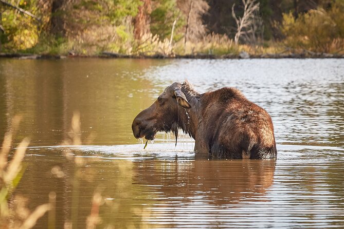 Grand Teton Half Day Tour - Binoculars and spotting scope: how you actually use them