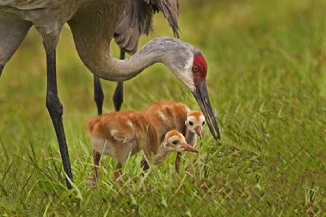 Grand Teton Wildlife Safari in a Enclosed or Open-Air Vehicle (season dependent) - Stop by Stop: What Happens During the Tour