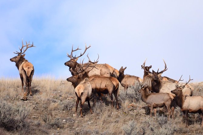 Grand Teton Wildlife Safari in a Enclosed or Open-Air Vehicle (season dependent) - Price and Value: Is $159 Worth It?