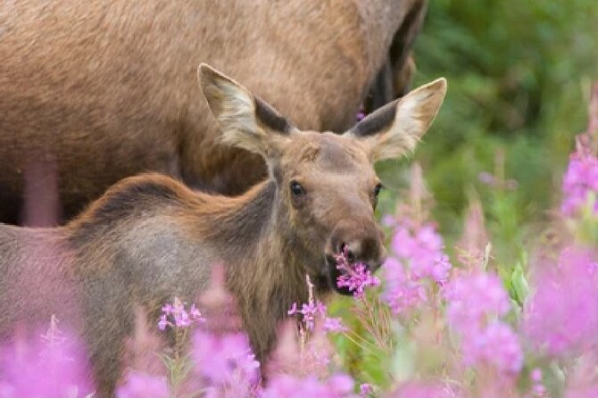 Grand Teton Wildlife Safari in a Enclosed or Open-Air Vehicle (season dependent) - Dawn and Dusk Safari Strategy for Wolves, Moose, and Elk