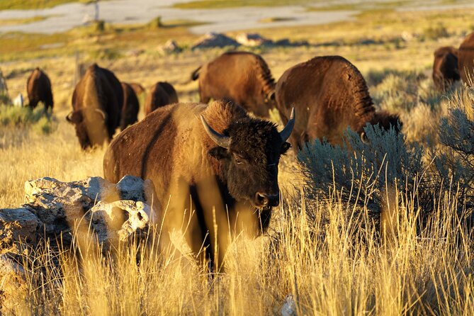 Great Salt Lake Wildlife Experience - Key Things You Should Know Before You Go
