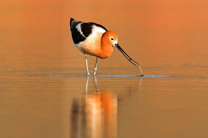 Great Salt Lake Wildlife Experience - The Van Ride That Actually Helps You Spot Wildlife