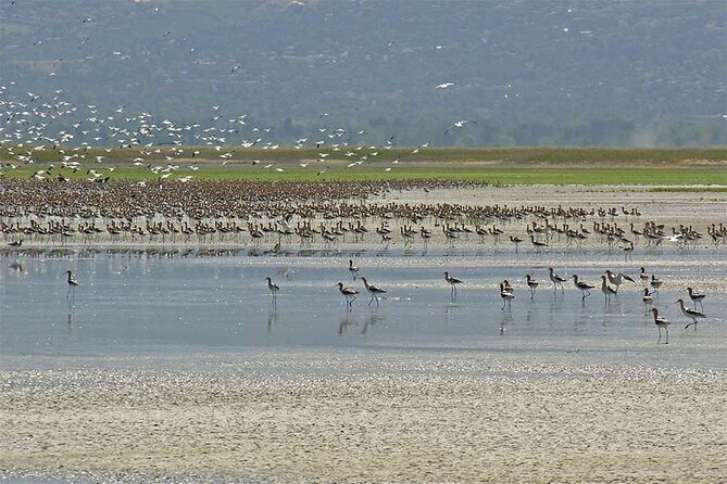 Great Salt Lake Wildlife Experience - Buffalo Point Sunset Hike: Short Distance, Real Views