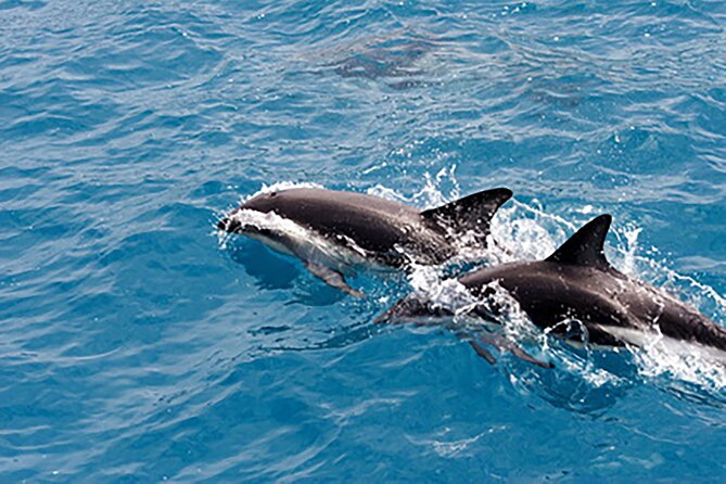 Guaranteed Dolphin Sighting Tour on Tropics Boat Tours - Meeting at 25 Causeway Blvd and what that means for your day