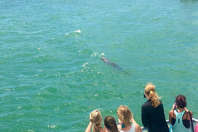 Guaranteed Dolphin Sighting Tour on Tropics Boat Tours - The boat ride itself: upstairs views, music, and how to choose your spot
