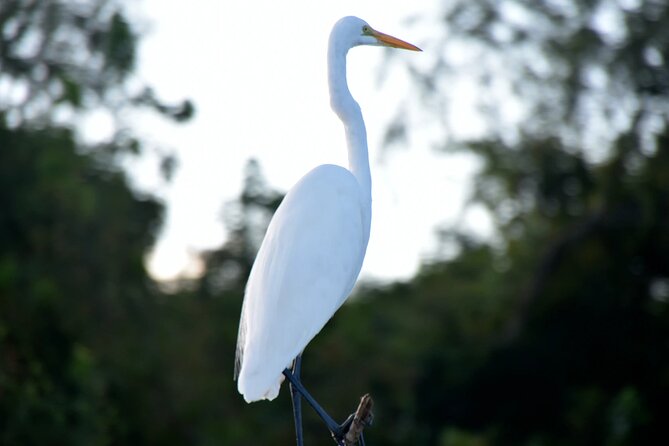Guided Boat Tour of New Orleans Bayou - Entering Jean Lafitte’s swamp world from a simple starting point