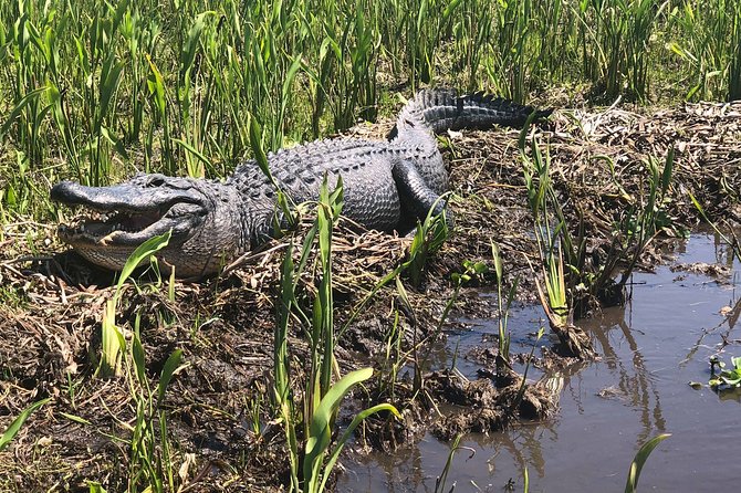 Guided Boat Tour of New Orleans Bayou - Price and value: does $35 deliver real swamp time?