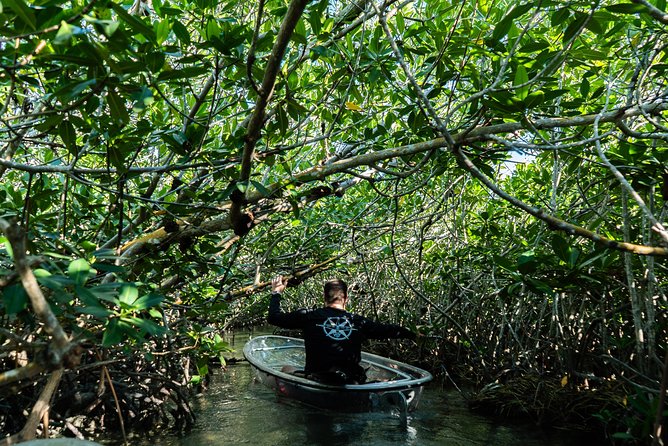 Guided Clear Kayak Eco-Tour Near Key West - Clear Kayaks in the Mangroves: What You Actually See