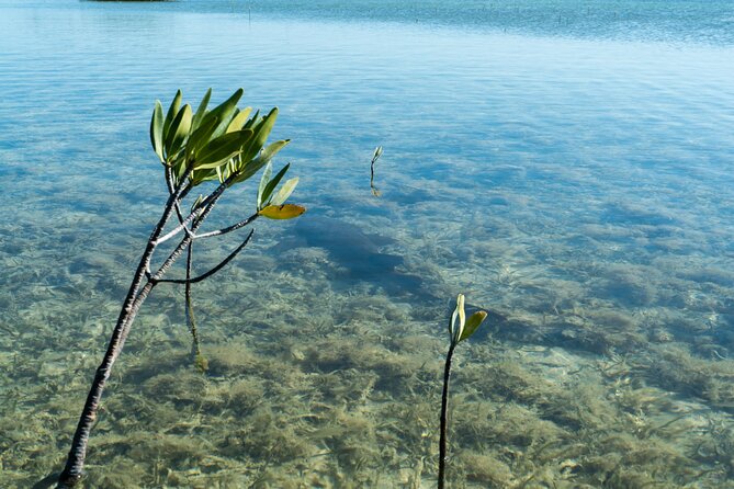 Guided Clear Kayak Eco-Tour Near Key West - The 2-hour paddle plan and how it usually flows