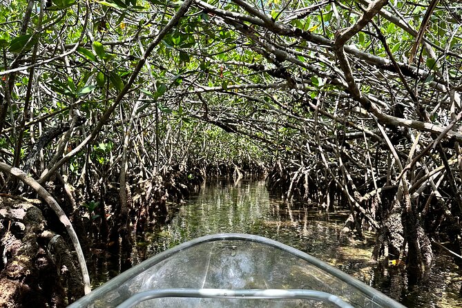 Guided Clear Kayak Eco-Tour Near Key West - Small-group setup: the safety and comfort piece