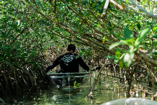 Guided Clear Kayak Eco-Tour Near Key West - Price and value: is $79 for 2 hours a good deal?