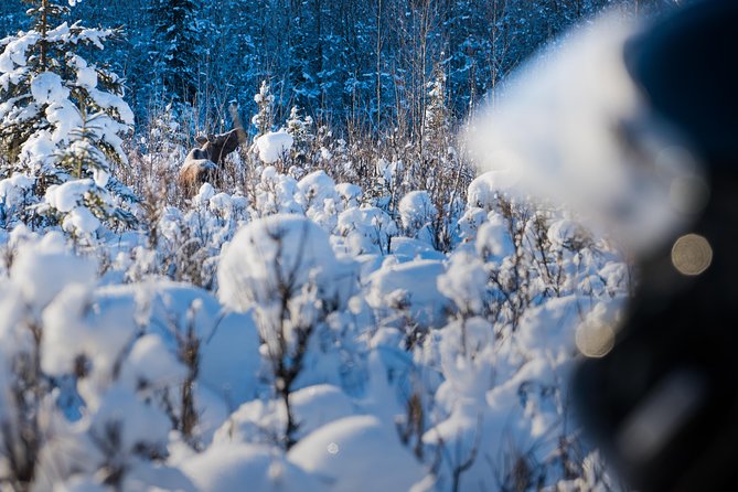 Guided Fairbanks Snowmobile Tour - Key Things That Make the Ride Special