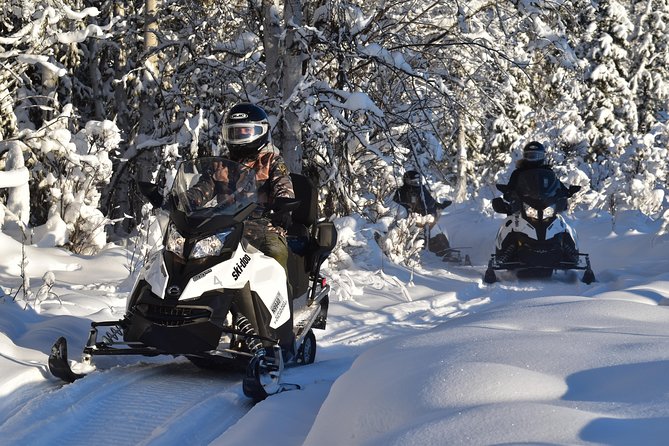 Guided Fairbanks Snowmobile Tour - Wildlife Odds in Northern Alaska, Including Moose and Fox