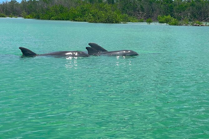 Guided Hobie Kayak EcoTour: Premium Eco Experience Bonita Springs - Wildlife Moments: Dolphins, Manatees, and Birds