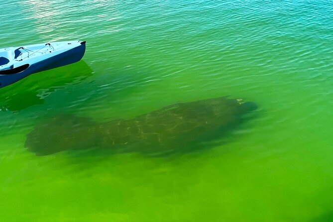 Guided Hobie Kayak EcoTour: Premium Eco Experience Bonita Springs - Mangrove Tunnels: Fun, Narrow, and Worth the Effort