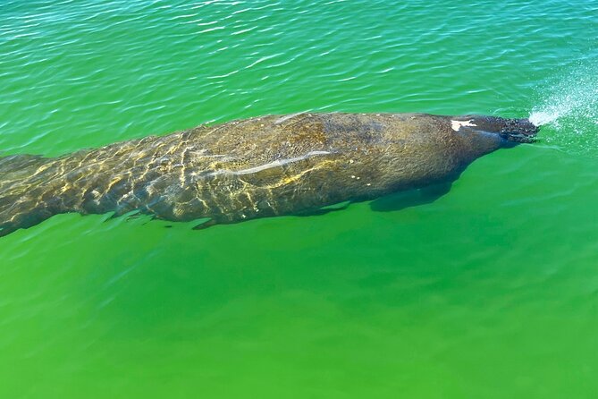 Guided Hobie Kayak EcoTour: Premium Eco Experience Bonita Springs - How 2.5 Hours Feels on the Water