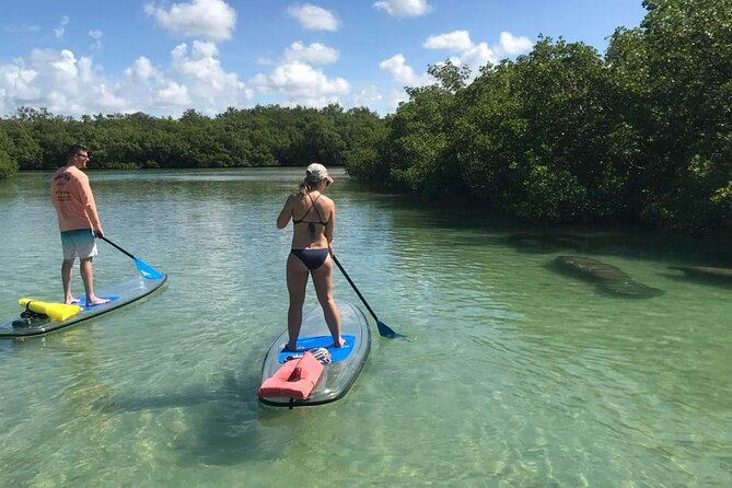 Guided Island EcoTour: CLEAR/Standard Kayak, SUP - Bonita Springs - Guides make or break a kayak tour, and here it sounds like they shine