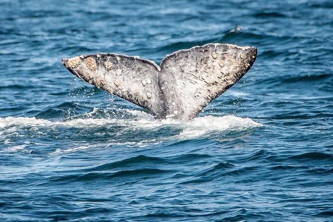 Guided Whale Watching Tour from Long Beach - Long Beach Dock Setup: Finding Harbor Breeze Cruises Fast