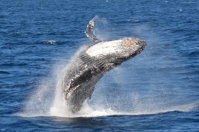 Guided Whale Watching Tour from Long Beach - Comfort on a State-of-the-Art Catamaran (and Why It Matters)