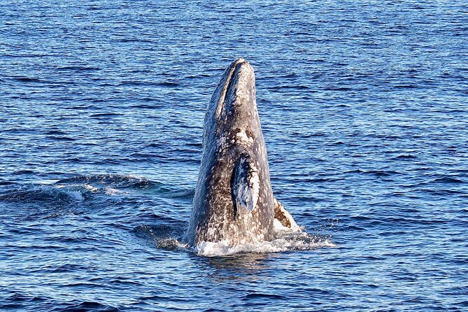Guided Whale Watching Tour from Long Beach - What the Aquarium Stop Gives You (11,000 Animals and Encounters)