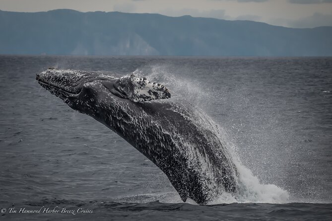 Guided Whale Watching Tour from Long Beach - Wildlife Sightings: How to Manage Expectations Without Losing Hope