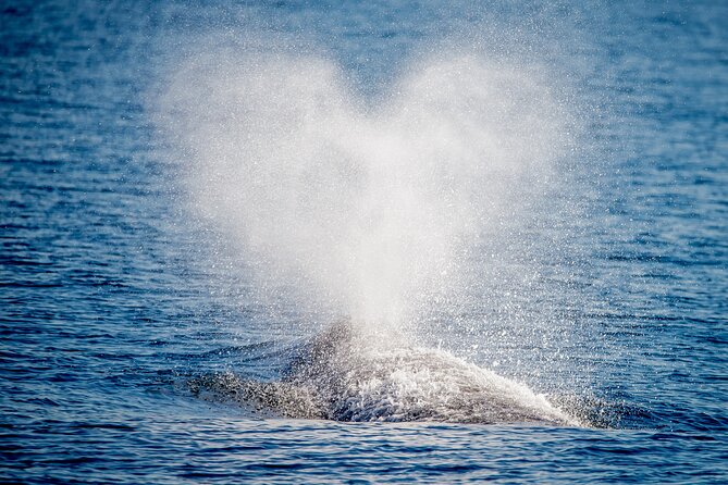 Guided Whale Watching Tour from Long Beach - Queen Mary Views and Big-Port Backdrop Before the Whale Search