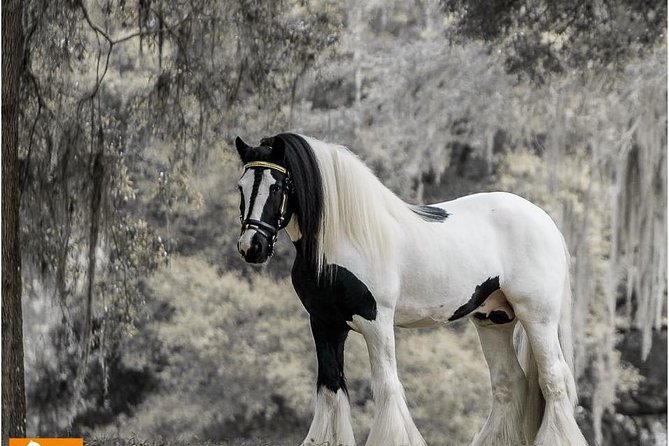Gypsy Gold Horse Farm Tour - Key things I’d pay attention to