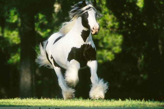 Gypsy Gold Horse Farm Tour - A 2-hour tour built around real horse time