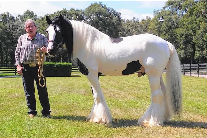 Gypsy Gold Horse Farm Tour - Stallion talk and what you’re supposed to notice