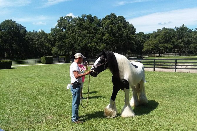 Gypsy Gold Horse Farm Tour - Pets, photo ops, and meeting different personalities