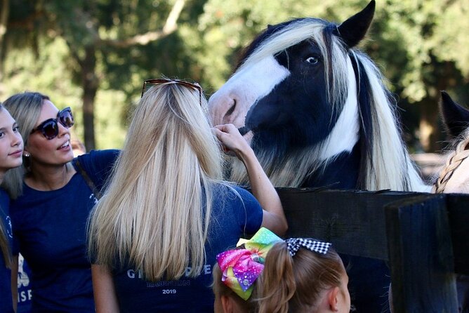 Gypsy Gold Horse Farm Tour - Who this tour fits best
