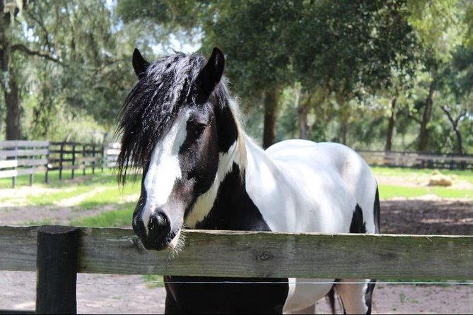 Gypsy Gold Horse Farm Tour - The Dennis Thompson intro: where the story starts