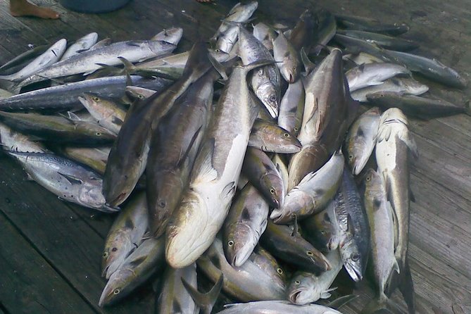 Half-Day Deep-Sea Fishing at Riviera Beach - Wildlife Chances, Without the Pressure