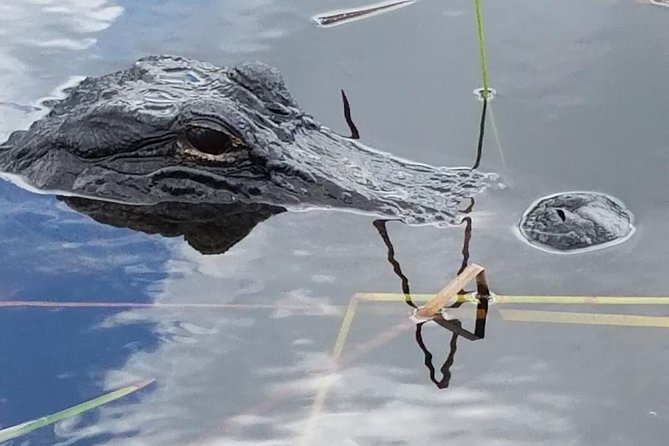 Half-day Everglades National Park Tour and 1-Hour Air Boat Ride - What you get at the start of the Everglades: a real nature walk and Visitor Center time