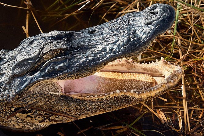 Half-day Everglades National Park Tour and 1-Hour Air Boat Ride - Who this tour fits best, and who should choose something else