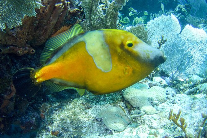 Half Day Snorkel Trip on Reefs in the Florida Keys - Snorkel Gear Details That Make or Break the Day