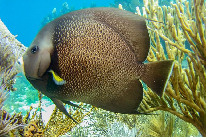 Half Day Snorkel Trip on Reefs in the Florida Keys - Florida Keys National Marine Sanctuary: What the First Reef Stop Feels Like