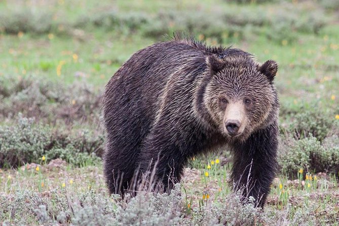 Half-Day Wildlife Safari Tour in Grand Teton National Park - Key highlights that make this safari worth your time