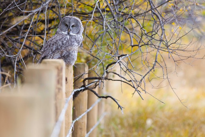 Half-Day Wildlife Safari Tour in Grand Teton National Park - Pickup timing in Jackson Hole and Teton Village (and why it matters)