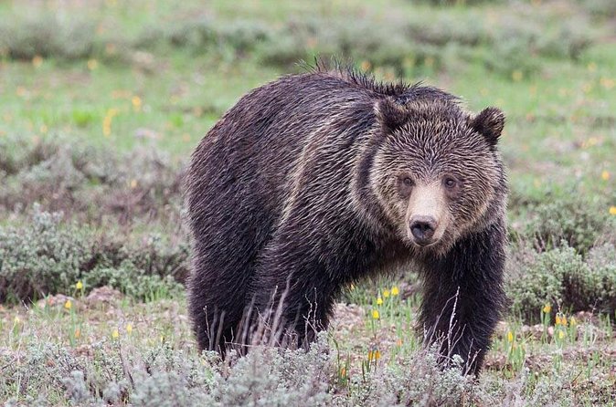 Half-Day Wildlife Safari Tour in Grand Teton National Park - Stop 1, National Elk Refuge: where learning and spotting begin