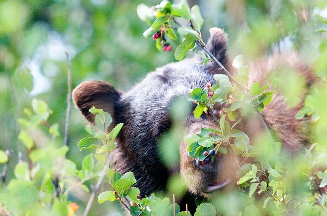 Half-Day Wildlife Safari Tour in Grand Teton National Park - Stop 3, Grand Teton National Park: swapping driving time for “now look there”