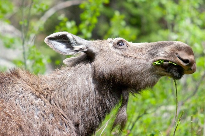 Half-Day Wildlife Safari Tour in Grand Teton National Park - Stop 4, Craig Thomas Discovery & Visitor Center in Moose: a reset for the next leg