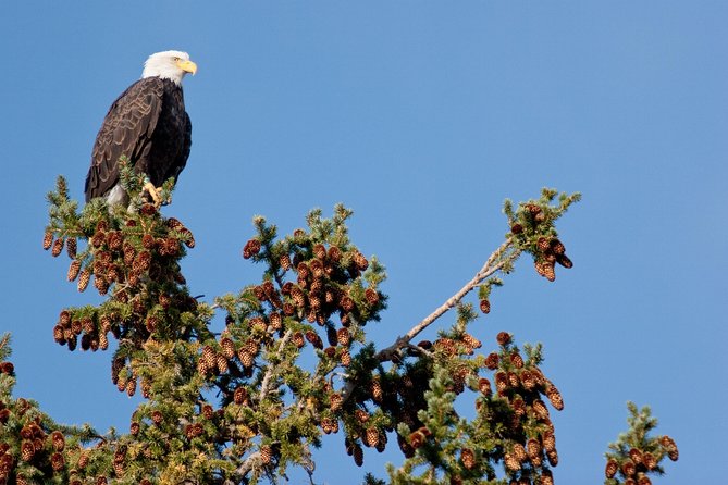 Half-Day Wildlife Safari Tour in Grand Teton National Park - Stop 5, Mormon Row Historic District: photo timing meets open views