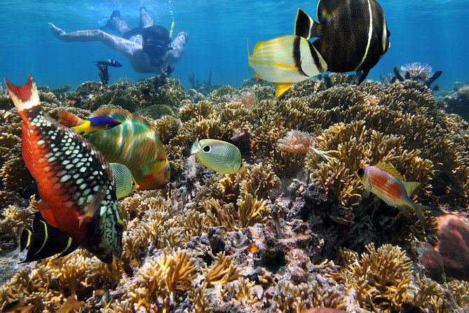 Hanauma Bay Snorkeling - Early Mornings, Crowd Levels, and Why the Return Feels Fast
